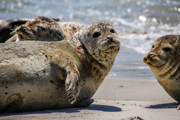 Kegelrobben an einem Nordseestrand