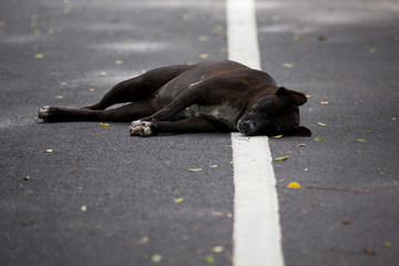 Black dog dies.