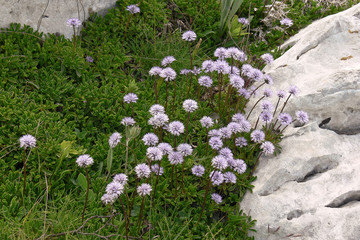 globularia meridionalis - fioritura