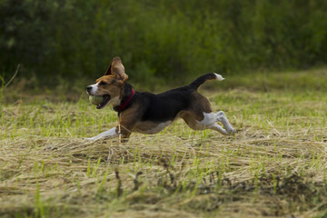 Running beagle dogs.