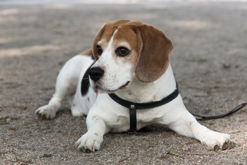 Beagle dog lying on the ground