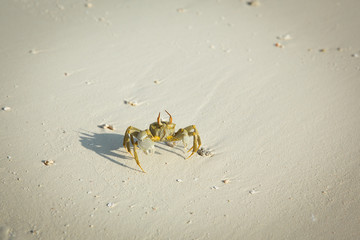 Fototapeta na wymiar Small crab close up on the beach in the Maldives