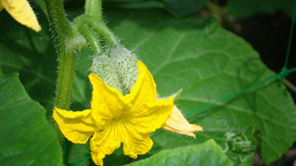 Blooming cucumbers