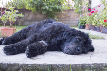 Portrait of an old and tired black dog lying in the backyard