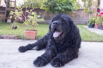 Portrait of an old black dog in the backyard