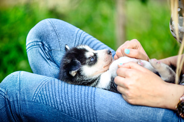 Pretty little husky puppy outdoor in womans hands © bedya