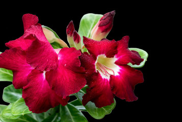 Fototapeta premium Desert Rose