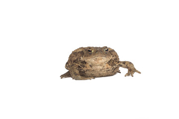 Obraz premium Hoptoad isolated on white background