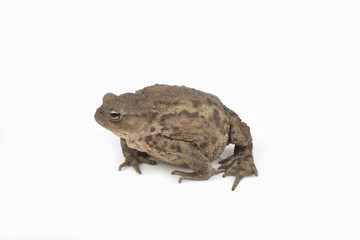 Hoptoad isolated on white background