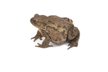 Hoptoad isolated on white background