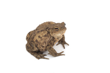 Hoptoad isolated on white background