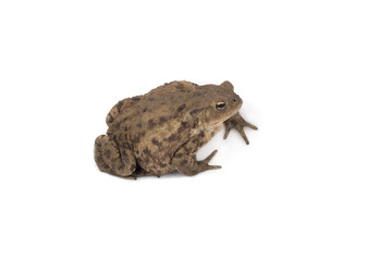 Hoptoad isolated on white background
