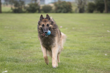 Dog, Belgian Shepherd Tervuren, running with ball