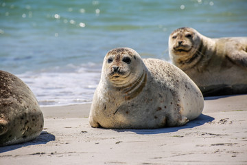 Kegelrobben an einem Nordseestrand