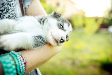 Pretty little husky puppy outdoor in womans hands