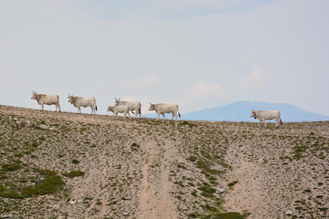 mandria di vacche al pascolo in montagna