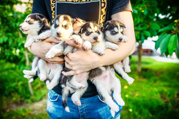 Pretty little husky puppy outdoor in hands © bedya
