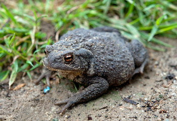 toad