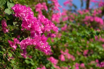 Obraz premium Bougainvillea