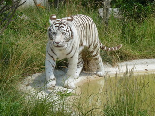 Fototapeta premium Biały tygrys - Zoo w Amneville