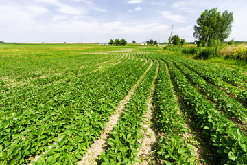Fototapeta na wymiar View of farmland.