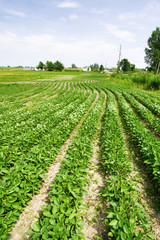 Fototapeta na wymiar View of farmland.