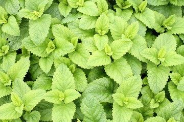 A healthy mint garden.