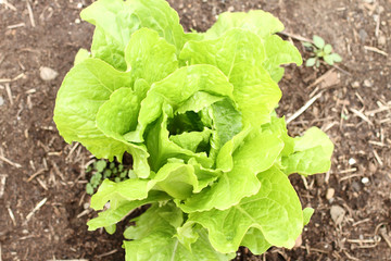 Head of butterleaf lettuce growing in a garden.