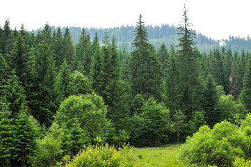 forest with fir trees