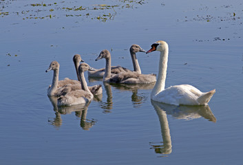 Obraz premium Swan family, Swan family on the lake