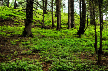 forest, grass and fir trees