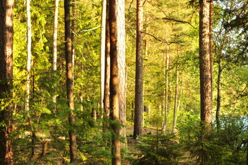 Финский лес