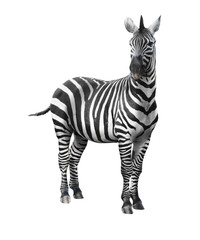 Zebra isolated on white background - 87233800