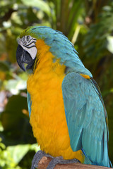 Blue and yellow macaw Latin name Ara ararauna