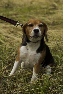 Beagle dog sitting on a leash.