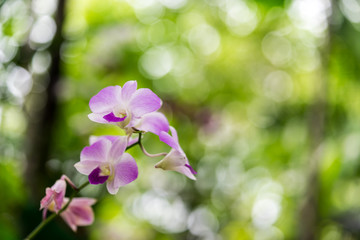 pink orchid