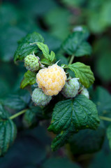 Yellow Raspberries. 