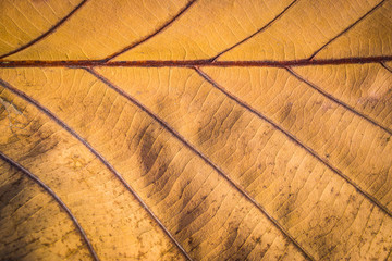Closed up dried leaf