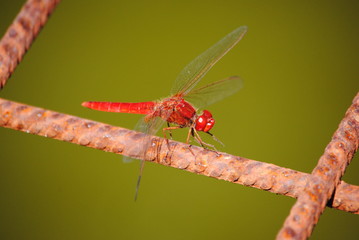 libellules