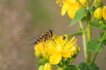 Hoverfly( Episyrphus balteatus) on Hypericum flowers