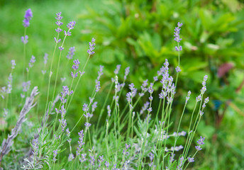 Fresh lavender growing 