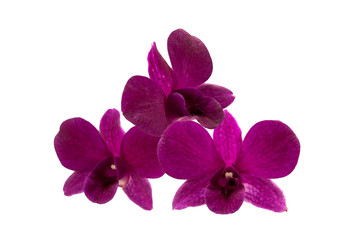 Fototapeta na wymiar isolated purple orchid