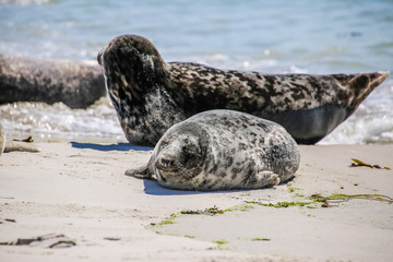 Kegelrobben an einem Nordseestrand