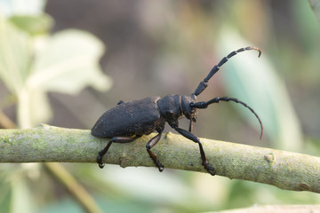 Mating dor-beetles