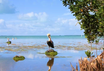 Cercles muraux Parc naturel Marais des Everglades