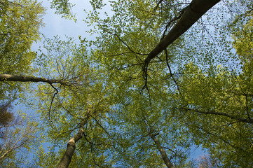 Low angle view of tall trees against the sky