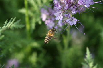 Close-up of  phacelia  flower  and flying honeybee