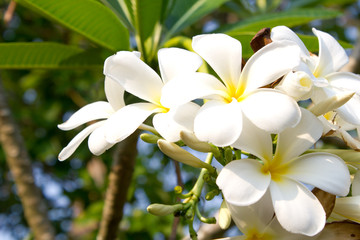 Plumeria flower.