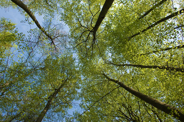 trees from below