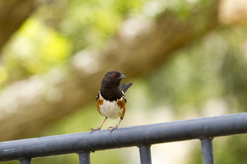 Brown and Black Towhee